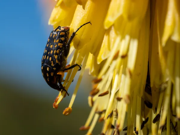 Spotted Beetle on Aloe