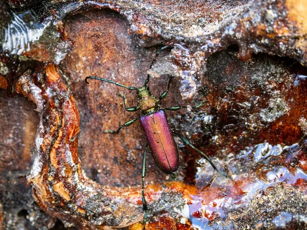 Iridescent Beetle