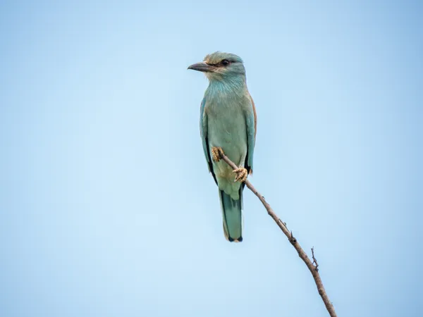 European Roller