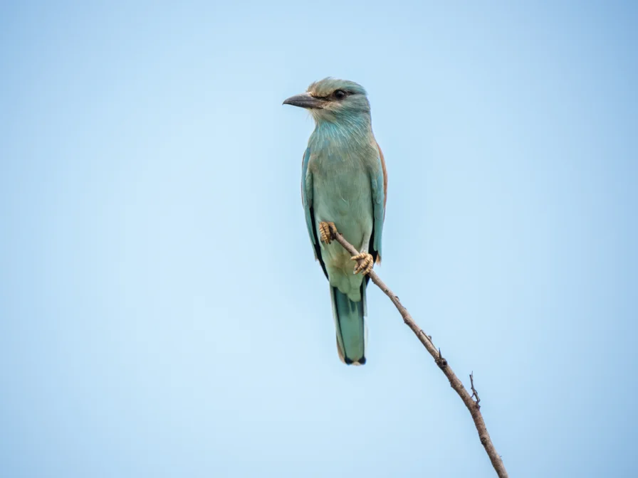 European Roller