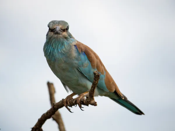 European Roller Portrait
