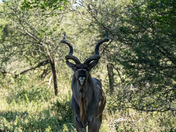 Greater Kudu