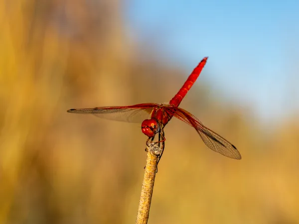 Scarlet Dragonfly