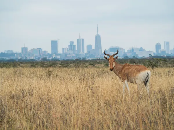 Nairobi National Park, Kenya
