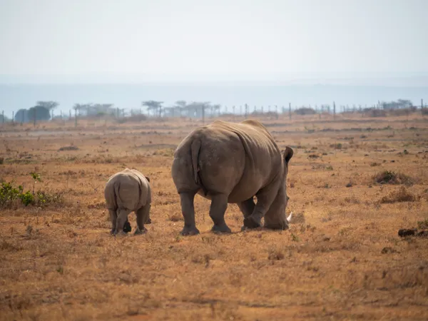 Rhino Mother and Calf